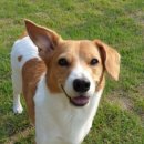 도그펜션 이미지