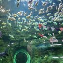 대전아쿠아리움 이미지