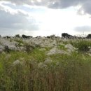 봄가을 애견미용 이미지