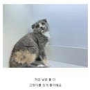 도그마루 강아지 고양이 동탄점 이미지