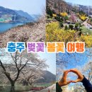 하방지천 | 충주 가볼만한곳 벚꽃여행 벚꽃명소 충주호 드라이브 드림숲.하방마을
