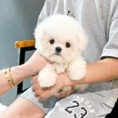 어벤져스켄넬 탑클래스펫 강아지분양 | 송파 잠실 미니비숑 분양 어벤져스켄넬 브리더에게