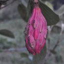 비염과 축농증의 선약 함박꽃나무 이미지