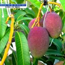 규화농장 이미지