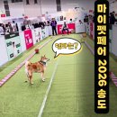 네이처스플랜 | 송도 마이펫페어 2026 첫날 방문 후기: 시바견 다온이 달려갈개 참여하다
