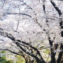 홍릉 | 홍릉수목원 벚꽃 만개🌸 토요일 방문 솔직 후기 (서울 봄 산책 추천)