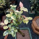 동백농원 이미지