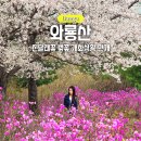 GS25대구진달래점 | 대구 와룡산 진달래 벚꽃 개화 상황 만개 포토존 주차장 정리