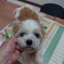 신월동184 이미지