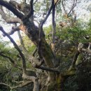 제주 강정동 담팔수(濟州 江汀洞 담팔수) | 제주 강정동 담팔수 · 천연기념물 제544호