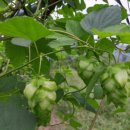 홉 호프 이미지