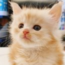 익산원펫 이미지