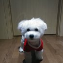 알콩달콩 펫살롱 이미지