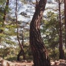 용대리황태촌 이미지