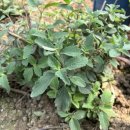 숙이농장 이미지