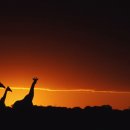 세렝게티 이미지