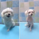 59펫살롱 이미지