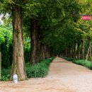 우로지 자연숲 공원(메타세쿼이아길) 이미지