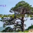 8월15일(토) [울진소나무숲길 4구간] ~ 600년 넘은 대왕소나무를 만나러 가는 길에 숲길과 썩바골폭포가 더위를 식히다. 이미지