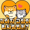 300. 고양이 강아지 합사방법! 이미지