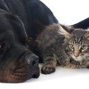 강아지와 고양이 이미지
