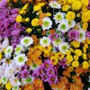 향기가득 이미지