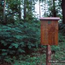 소나무숲 이미지