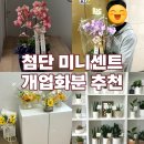 친구 개업 화분 뭐하지? 광주 첨단 연분홍 서양난 화분 가격 궁금하다면? 미니센트 내돈내산