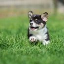 NOBLESSE.PET 이미지