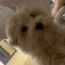 남현댕 애견미용 이미지