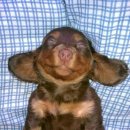 (주)퍼니펫 이미지