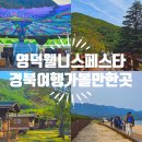대진자원 | 영덕 웰니스 페스타 도천숲 경북 축제 여행 코스 가볼만한곳