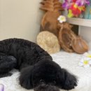 아미고 펫살롱 이미지