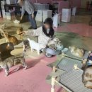 고양이살롱앤카페 | 양산 고양이 카페 살롱앤을 방문해 보니