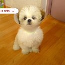 땡그리나 이미지