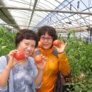 제갈농장 이미지