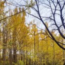 은행공원 내 | 영종도 가볼만한곳 씨사이드파크 영종진공원 은행나무숲