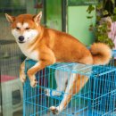 케이지모빌리티 안동서비스센터 | 부산강아지분양 정직한곳 확실하게 알아보기!