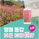 10/9(수)동강에만있는 붉은메밀꽃밭,단종유배지 청룡포,한반도 지형여행~~~ 이미지