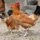 재동목장 이미지