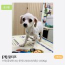늘푸른동물병원 | 유기견 건이 입양후기 / 보호소부터 우리집까지