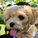 HaRi Grooming(하리애견) | 애견일기 Hari 06 | 말티푸 하리 신나게 놀고 피곤해서 자는 일상