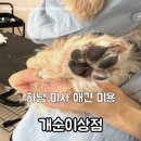 개순이상점 | 하남 미사 애견 미용 강아지 위생 개순이상점