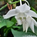 유카리스 이미지