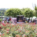 장미의거리11 이미지