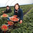 제상 농장 이미지