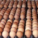 계란, 하루에 몇 개 먹어야 좋을까? 이미지