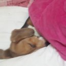 동해동물병원 이미지