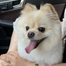 제이케이펫샵 이미지