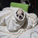 보비동물병원 | [내돈내산, 부평 애견유치원] 개린이 집합소 : 우리집 강아지 아지트! (세상 저렴한 애견미용,유치원...